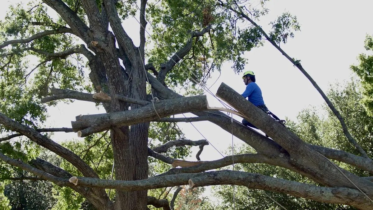 Professional Crown Thinning performed by certified arborists in Pittsfield
